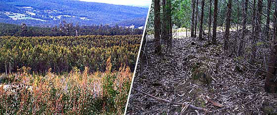 TASMANIAN PLANTATIONS