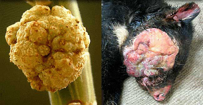 Devil Facial Tumour Disease Devil Facial Tumour Disease